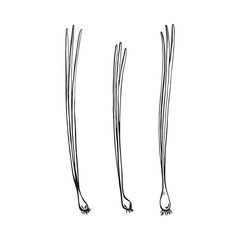 Onion outline. Hand drawn vector illustration. Farm market product, isolated vegetable.