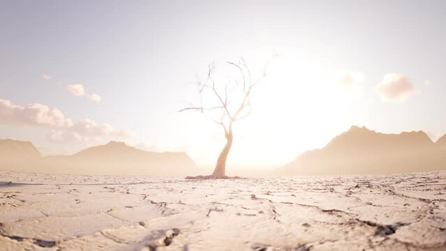 Single lonely tree withstands the force of the dry desert wind in timelapse. 4K