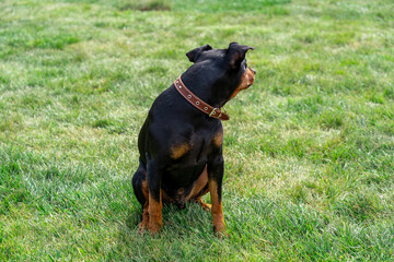 Black and tan german pinscher portrait on summer time. Tan-and-black German Pinscher with uncropped ears sitting on lawn and looking back in backyard