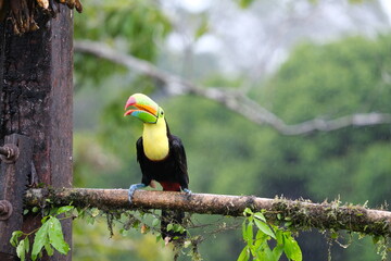 Fischertukan in Costa Rica © Jana