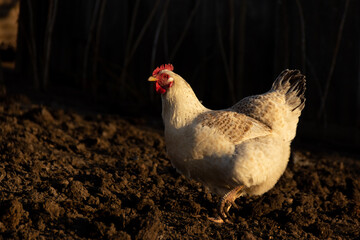 A white chicken with a red comb stands on the black ground with one paw raised and looks into the frame, the chicken walks in the yard