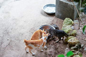 Cat near a bowl with food outdoors.
