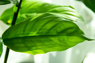 Close-up green leaf of Spathiphyllum, indoor evergreen Houseplant - Peace Lily on the windowsill, macro, large green flower leaf