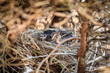 Vogelnest mit Küken