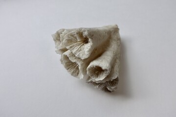 珊瑚の化石　白背景