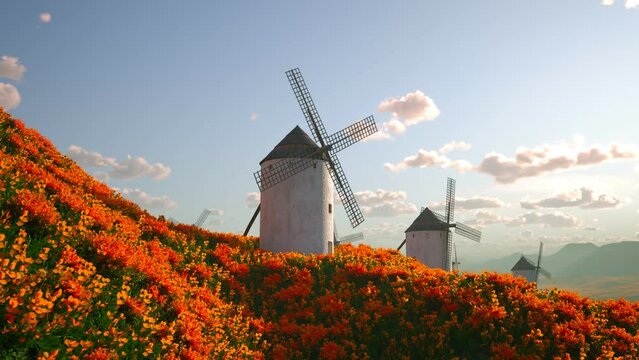 Few old white brick windmills standing on meadow hills full of orange flowers 4K