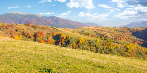 beautiful autumn mountain landscape in afternoon. colorful trees on the green hills in evening light. fall season nature background