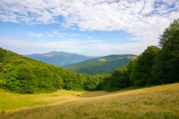 Fototapeta na wymiar alpine meadows on a sunny summer morning. beech forest on the hill. mountain ridge in the distance beneath a blue sky with fluffy clouds