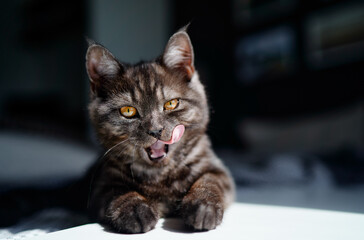Adorable little cat lying on the bed at home.