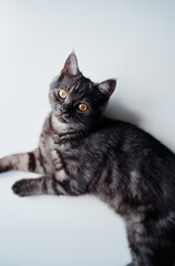Adorable black little cat on white background.