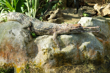 Crocodile on rock