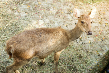 deer in the zoo park