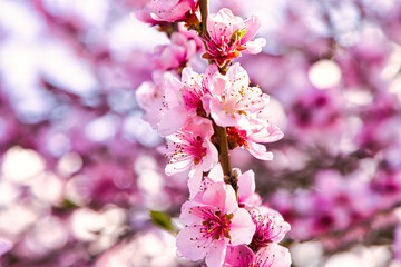 Peach blossom in the sun