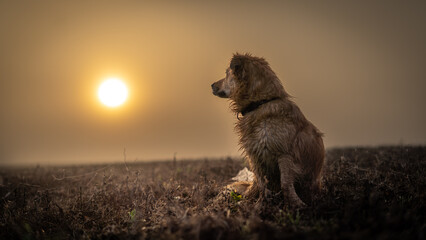 Small dog is looking on the autumn sunrise