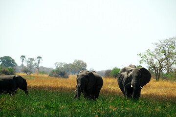 Elefanten im Okavango Delta