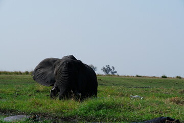 Elefant verschwindet im Gras