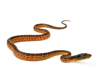 Hispaniolan boa // Haiti-Boa (Chilabothrus striatus)