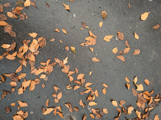 Orange autumn leaves on the London streets, fall season
