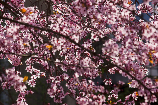 spring background blossom tree with pink flowers close-up