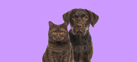 Brown cat and dog looking together at the camera against purple background