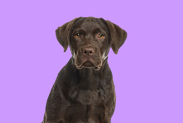 Head shot of a chocolate Labrador Retriever dog looking at camera on purple backgroung