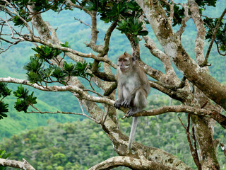 Javaneraffe im Baum (Macaca fascicularis), Mauritius