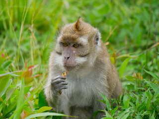 Javaneraffe, fressend, Portrait, Gesicht, Macaca, fascicularis, Mauritius