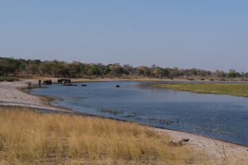 Flusslandschaft mit wilden Elefanten