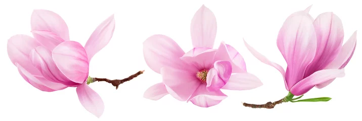 Gordijnen Pink magnolia flower isolated on white background with full depth of field © kolesnikovserg