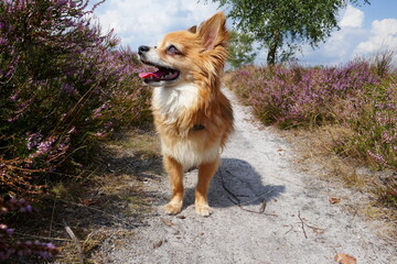 Chihuahua inmitten der Heideblüte