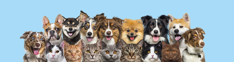 Several cats and dogs head shot, looking at the camera in a row on blue background