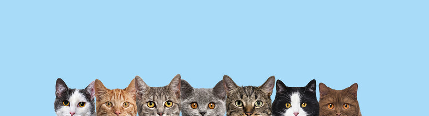 Many portraits of cat heads in a row looking at the camera on a blue background, forming a banner