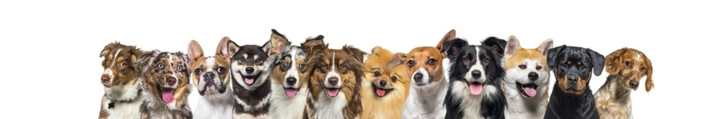 Banner, large group of head shot dogs looking at the camera isolated on white