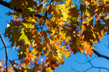 Fototapeta na wymiar Bunte Blätter eines Baumes in herbstlichem Sonnenlicht vor blauem Himmel