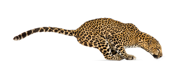 Side view of a spotted leopard leaping, panthera pardus, isolated on white - obrazy, fototapety, plakaty