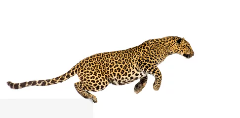 Foto op Plexiglas Side view of a spotted leopard leaping, panthera pardus, isolated on white © Eric Isselée