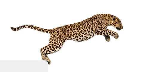 Abwaschbare Fototapete Leopard Side view of a spotted leopard leaping, panthera pardus, isolated on white