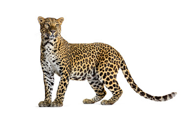 Portrait de léopard debout regardant fièrement, Panthera pardus, sur fond blanc