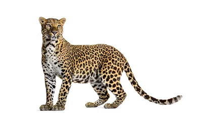 Selbstklebende Fototapete Leopard Porträt eines Leoparden, der stolz wegschaut, Panthera pardus, vor weißem Hintergrund