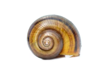 Poster Image of apple snail (Pila ampullacea) isolated on white background. Animal. © yod67