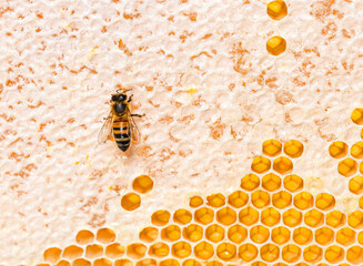 Honey bees eating honey on a hive frame where wax remains, isolated on a white background