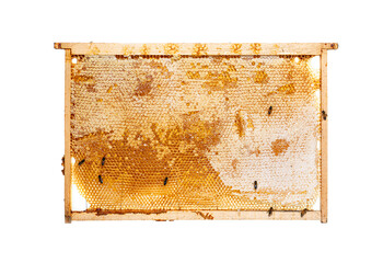 Bees eating honey on a hive frame full of honeycomb, isolated on a white background