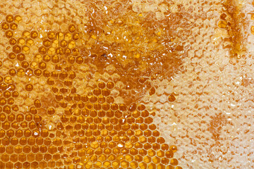 Close-up on the honeycombs of a hive frame full of dripping honey