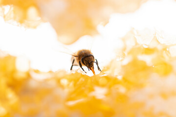 Bee eating honey with its tongue. View through pieces of honeycomb