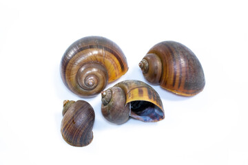 Group of apple snail (Pila ampullacea) isolated on white background. Animal.