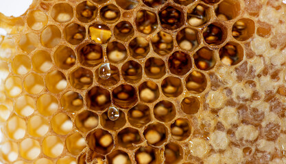 Close up of drops of honey dripping down honeycomb empty