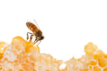 Bee eating honey with its tongue. View through pieces of honeycomb
