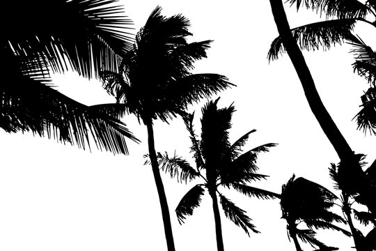 Coconut Palm Tree Silhouette. Vector Illustration.