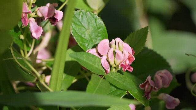 Potato bean Apios Americana blooming Superfood plant with Carpenter Ant