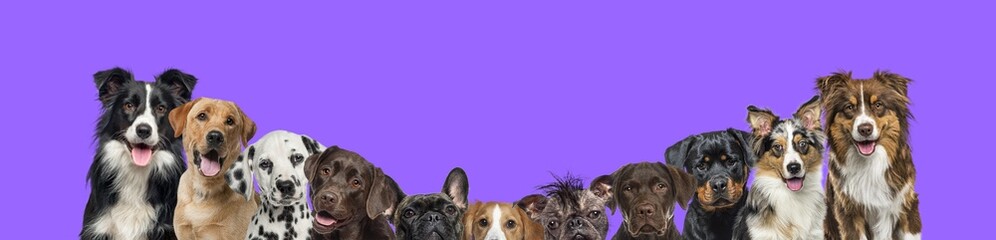 Banner with large group of dogs together in a row sort by size on purple background